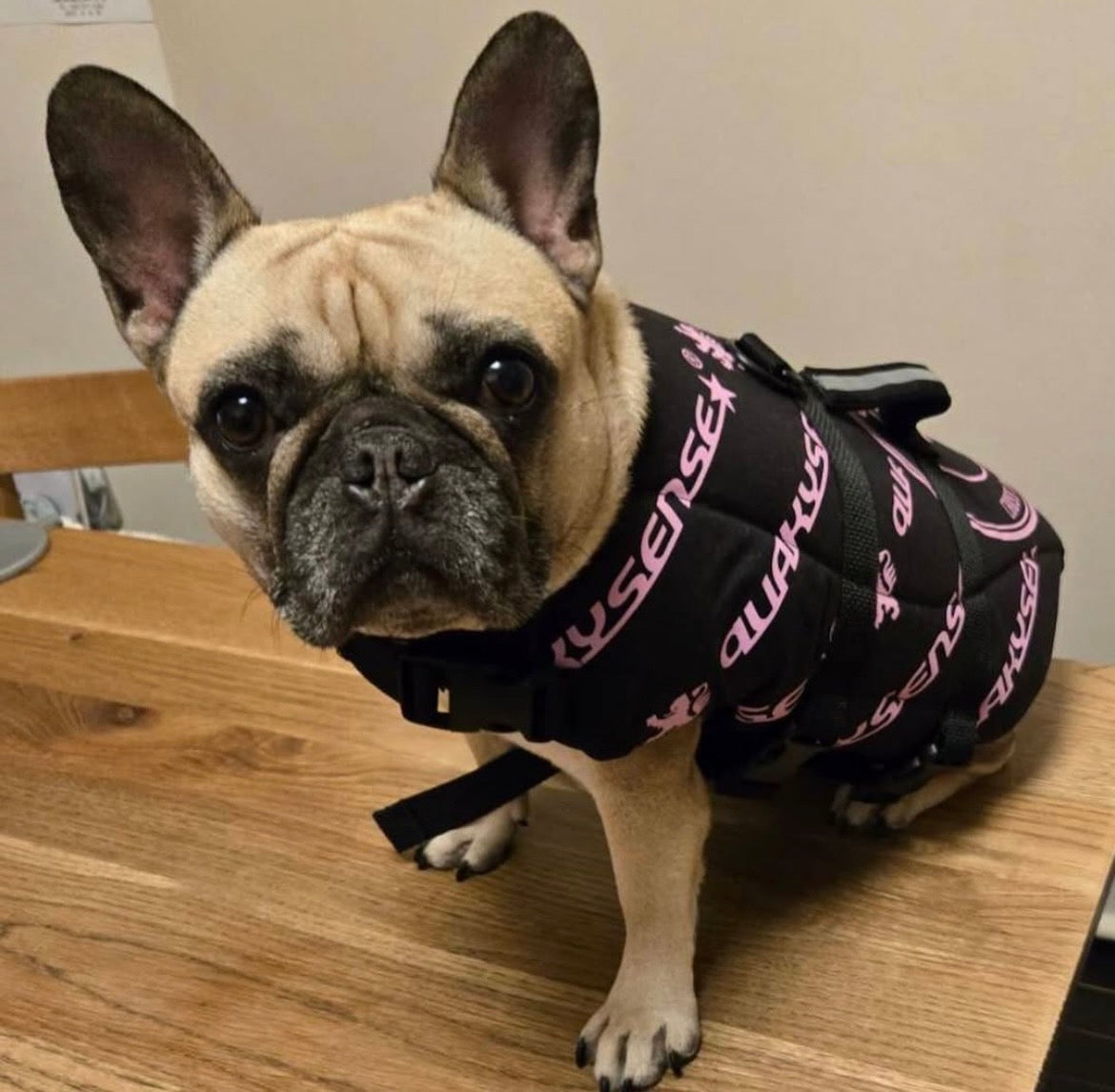 NEW】EMBLEM DOG VEST 2 （PINK/BLUE/WHITE） – quakysense(クエーキー